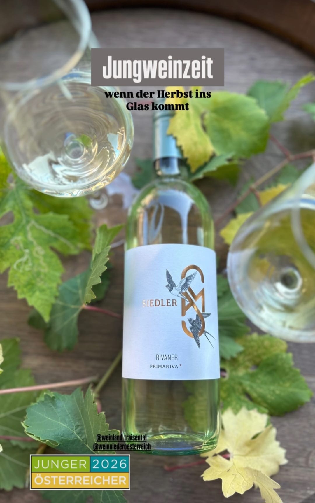 Flasche Siedler Rivaner Primariva 2026 zwischen Weingläsern und Herbstlaub